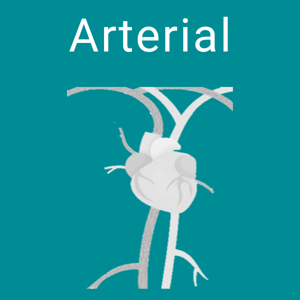 Arterial